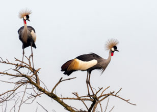 Grey Crowned Cranes