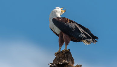 African Fish Eagle