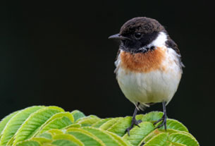 African Stonechat