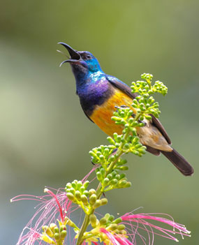 Variable Sunbird